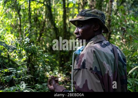 Ein Ranger führt uns tiefer in den kongolesischen Regenwald, auf der Suche nach Gorillas, die im Nebel versteckt sind, an der flüchtigen östlichen Grenze des riesigen Landes. Stockfoto