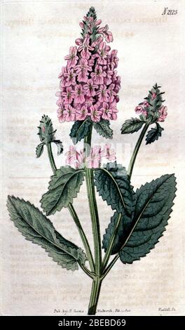 'Englisch: Betonica officinalis Curtis's Botanical Magazine 1820 vol 47 t2125 {Stachys officinalis (L.) Trevis. [As Betonica incana Miller]}; 9. Juni 2014, 11:26:52; Curtis's Botanical Magazine Vol. 47 TAB. 2125 1820; Walworth; '