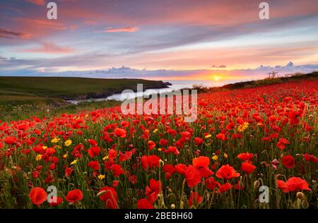 Schönes Abendlicht über den Mohn Felder, Cornwall Stockfoto