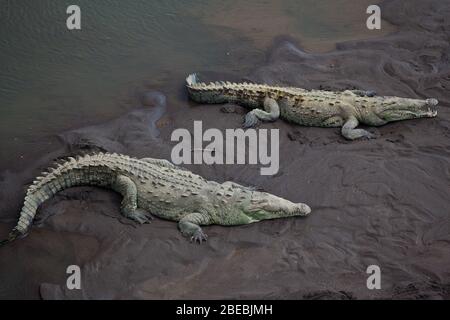 Krokodile am schlammigen Flussufer Stockfoto