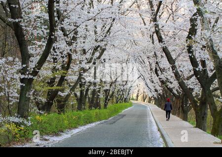 Schöne Landschaft von Kirschblüten in der Straße in Gyeongju, Korea : 02. April 2020 Stockfoto