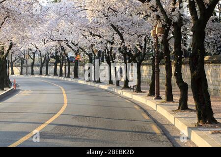 Schöne Landschaft von Kirschblüten in der Straße (Daereungwon) in Gyeongju, Korea : 31. März 2020 Stockfoto