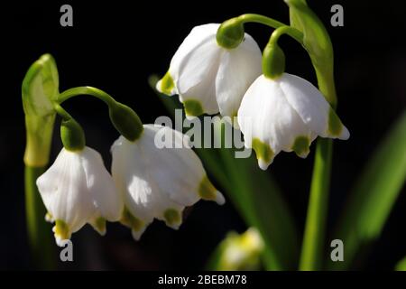 Maiglöckchen, Nahaufnahme - Makro. Stockfoto
