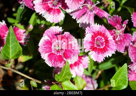 Weiße und rote Blüten von Rainbow pink, Dianthus chinensis Stockfoto