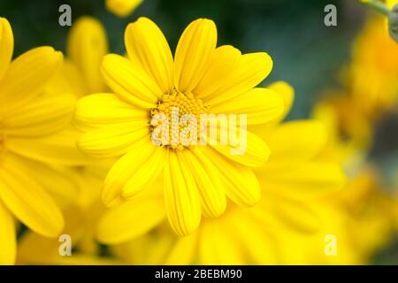 Gelbe Blüten von Graublättrigen Euryops, Euryops pectinatus Stockfoto