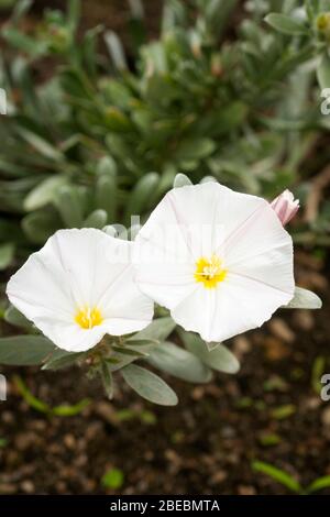 Weiße Blüten von Heckenbinde, Calystegia sepium. Stockfoto