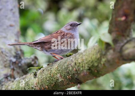 Ein Nahaufnahme-Porträt eines kleinen UK und Europa Gartenvogels namens Dunnock oder Prunella Modularis Stockfoto