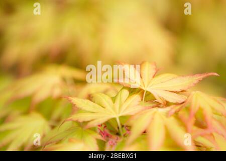 Ein Naturhintergrundbild des Details und Nahaufnahme eines gelben Ahorn Ahorn-Baumes mit zarten Blättern und Kopierraum Stockfoto