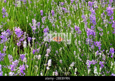 Ein kleiner Tortoiseshell Schmetterling, Aglais urticae, sitzt auf blau blühender Lavendel in einem Garten Stockfoto