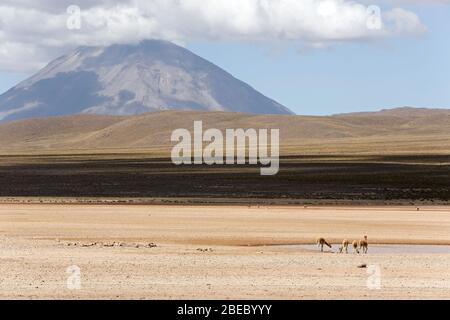 Vikunjas (Vicugna vicugna) und Vulkan Misti. Salinas y Aguada Blanca National Reserve, Peru. Stockfoto