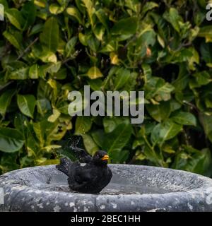 Männchen Schwarzvogel Turdus merula spritzt im Vogelbad herum. Stockfoto