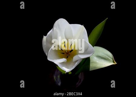 Weiße sich entwickelnde Tulpenblume auf schwarzem Hintergrund Stockfoto