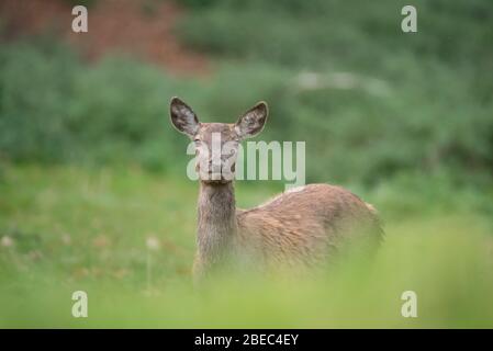 Hirschen aus Studley Park Stockfoto