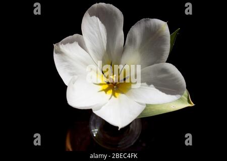 Weiße sich entwickelnde Tulpenblume auf schwarzem Hintergrund Stockfoto