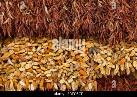Getrocknete Chilischoten auf dem Indoor-Markt in Funchal, Madeira; Stockfoto