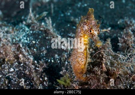 Seepferdchen mit kurzen Schnauzen (Hippocampus Hippocampus) Unterwasserporträt (Puerto Naos, La Palma, Kanarische Inseln, Atlantik, Spanien) Stockfoto