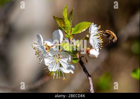 Dunkel umrandete Bienenfliege, Bombylius Major, Fütterung von Kirschblüten. Die Bienenfliegenlarve ernährt sich von bodenbewohnenden Bienen gruben und legt Eier in der Nähe des Nestentr Stockfoto