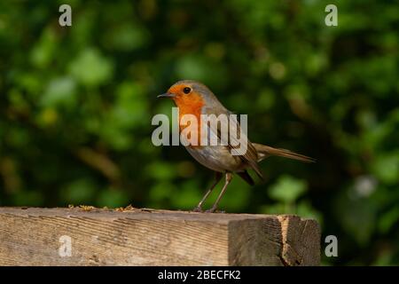 Robin Errithacus rubecula. Alleinstehende Erwachsene im Garten. Feder. Britische Inseln Stockfoto