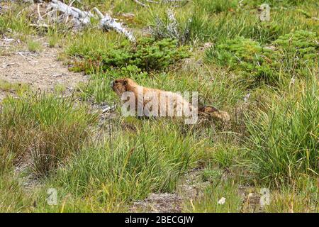 Murmeltiere sind relativ große Erdhörnchen der Gattung Murmeltiere Stockfoto