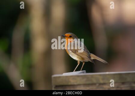 Robin Errithacus rubecula. Ein Erwachsener auf Vogeltisch. Feder. Britische Inseln Stockfoto