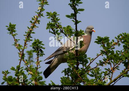 Holztaube Columba palumbus Einzeladulte im Obstbaum. Feder. Britische Inseln Stockfoto