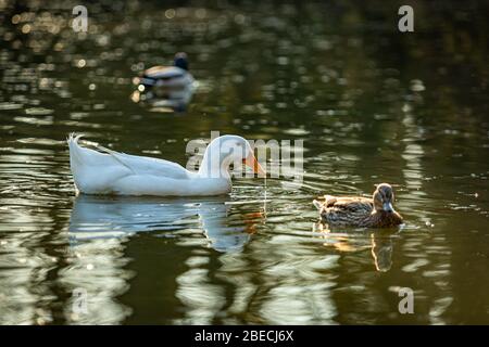 Weiße Hausente mit Orangenschnabel, die in einem See zusammen mit Wildenten Trinkwasser schwimmend. Reflexion des Vogels auf der Wasseroberfläche. Abendlugh Stockfoto