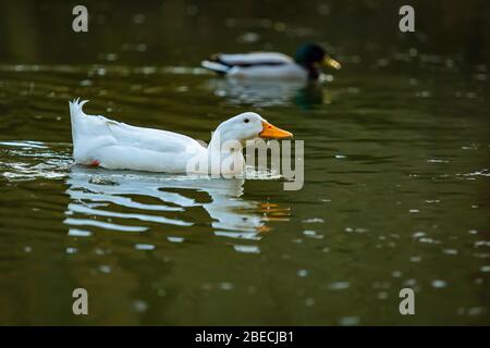 Weiße Hausente mit orangefarbenem Schnabel, die in einem dunkelgrünen See Trinkwasser schwimmend. Reflexion des Vogels auf der Wasseroberfläche. Ein Stockenten-Männchen dahinter Stockfoto