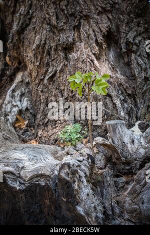 Grüne Triebe eines neuen Baumes, der aus einem alten Baumstumpf wächst Stockfoto