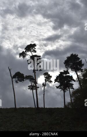 Silhouetten von Bäumen vor grauem, bewölktem Himmel Stockfoto