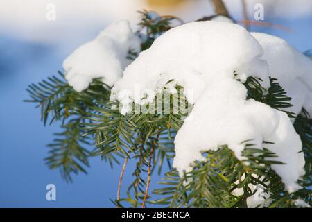 Schnee Äste im Winter. Tannenbaum. Weihnachtsbaum Zweig unter weißem Schnee Stockfoto