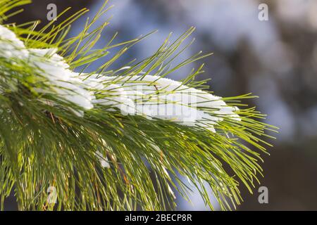 Schnee Äste im Winter. Tannenbaum. Weihnachtsbaum Zweig unter weißem Schnee Stockfoto