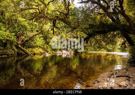 Moos beladenen Bäumen Statik über die oparara River in einheimischen Busch. Oparara Basin, Südinsel, Neuseeland. Stockfoto