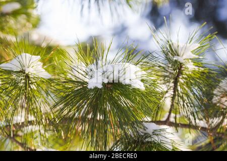 Schnee Äste im Winter. Tannenbaum. Weihnachtsbaum Zweig unter weißem Schnee Stockfoto