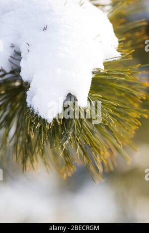 Schnee Äste im Winter. Tannenbaum. Weihnachtsbaum Zweig unter weißem Schnee Stockfoto