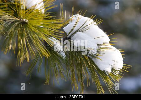 Schnee Äste im Winter. Tannenbaum. Weihnachtsbaum Zweig unter weißem Schnee Stockfoto