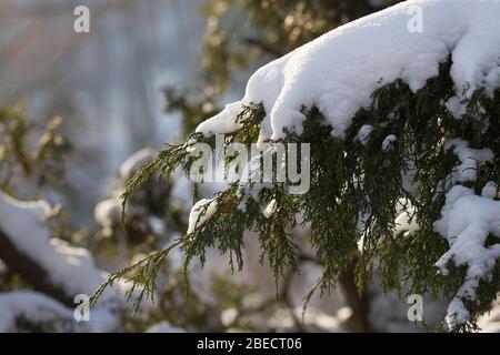 Schnee Äste im Winter. Tannenbaum. Weihnachtsbaum Zweig unter weißem Schnee Stockfoto