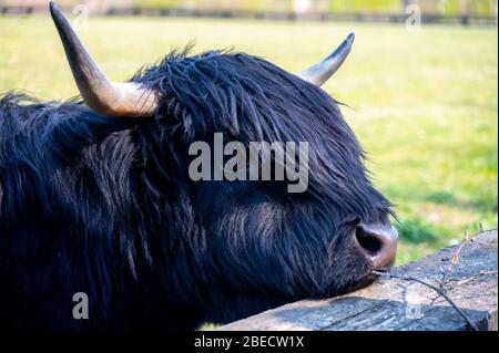 Junge schwarz behaarte Highland-Rinderkuh aus Schottland Stockfoto