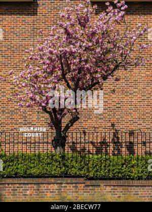 London, Großbritannien. April 2020. Rosa Frühlingsblüte in einer ruhigen Clapham Street. Die "Lockdown" geht weiter für den Ausbruch des Coronavirus (Covid 19) in London. Kredit: Guy Bell/Alamy Live News Stockfoto