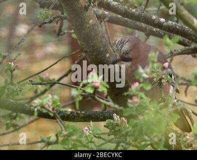 Eurasischer eichelhäher sitzt auf einem Ast in einem Apfelbaum Stockfoto