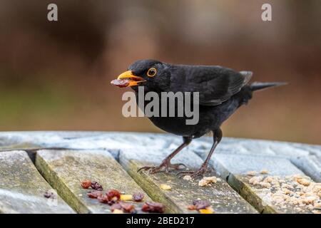 Männlicher Schwarzvogel, der Rosinen isst. Stockfoto