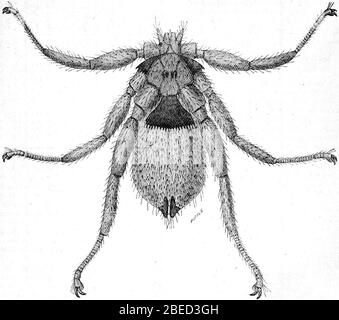 Hardwickes Wissenschafts-Klatsch - ein illustriertes Medium des Austauschs und Klatschs für Studenten und Naturliebhaber (1886) (14769069502). Stockfoto