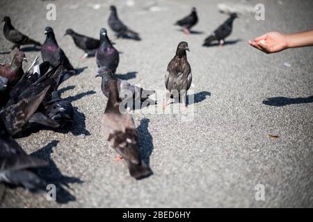 Eine große Anzahl von Tauben sind grau und blau. Stockfoto