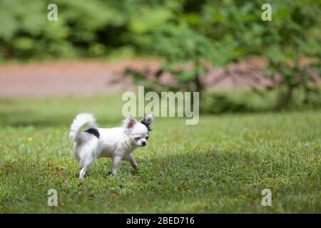 Niedliche lange Haare Chihuahua genießen das Gras draußen in der Sommerzeit. Stockfoto