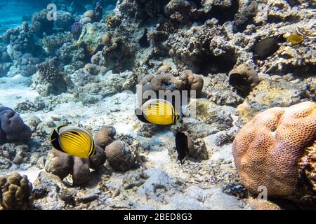 Ein Paar Schwarzschwanz-Schmetterlingsfische (Chaetodon austriacus, Schwarzschwanz, exquisit) in einem Korallenriff, Rotes Meer, Ägypten. Zwei Leuchtend Gelbe Tropical-Streifen Stockfoto