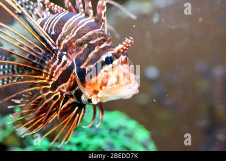 Ein einziger Antennenfeuerfisch (Pterois-Antennen) ein einzelner Antennen-Feuerfisch (Pterois-Antennen) Stockfoto