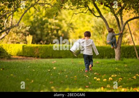 Zwei Jungen pflücken Äpfel von einem Baum in ihrem Hinterhof Stockfoto