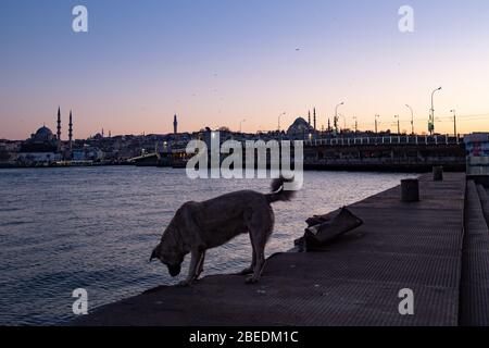 Istanbul, Türkei. April 2020. Während der zweitägigen Ausgangssperre, die die türkische Regierung zur Eindämmung der Ausbreitung des Corona-Virus verhängt hat, steht ein Hund am Ufer auf dem ansonsten leeren Karaoke-Platz. Quelle: Yasin Akgul/dpa/Alamy Live News Stockfoto