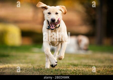 Happy Golden Retriever spielen in einem Park Stockfoto