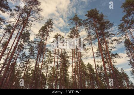 Kiefernwald gegen den blauen Himmel mit schönen Wolken, einem niedrigen Weitwinkel. Stockfoto