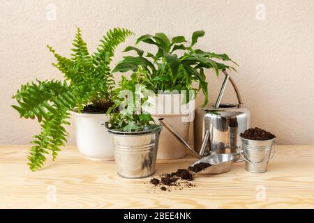 Gartenarbeit. Grüne Topfpflanzen auf dem Holztisch Stockfoto